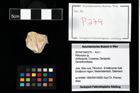 Foto (Objekt + Etikett) von Pithonoton sp.  (NHMW-GEO-2014-0194-0279)